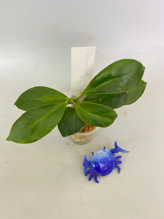 Hoya obscura - has roots