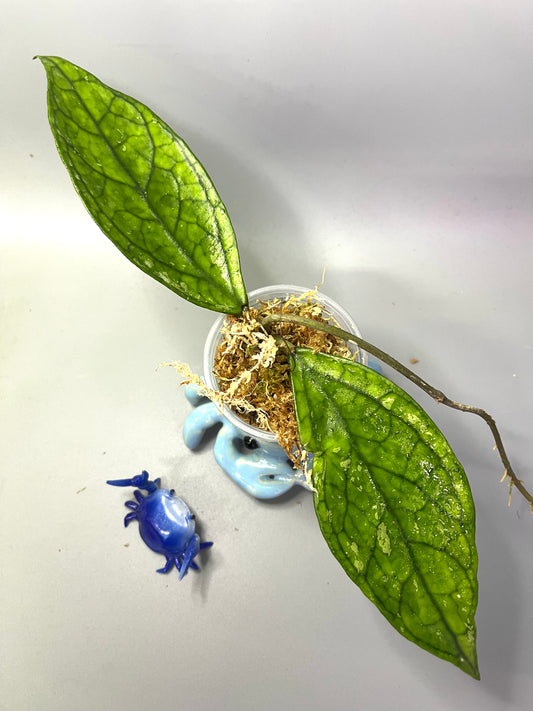 Hoya sp Germany - Unrooted