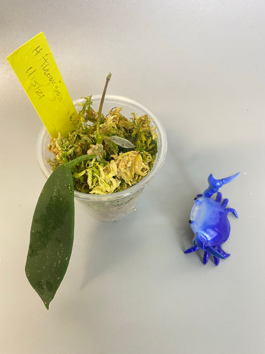 Reserved for kimberlee - Hoya thomsonii - white flower - active growth