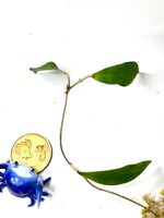 Hoya camphorifolia - Unrooted