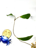 Hoya camphorifolia - Unrooted