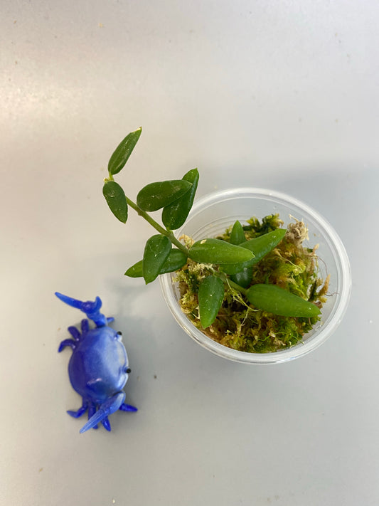 Hoya engleriana - has roots