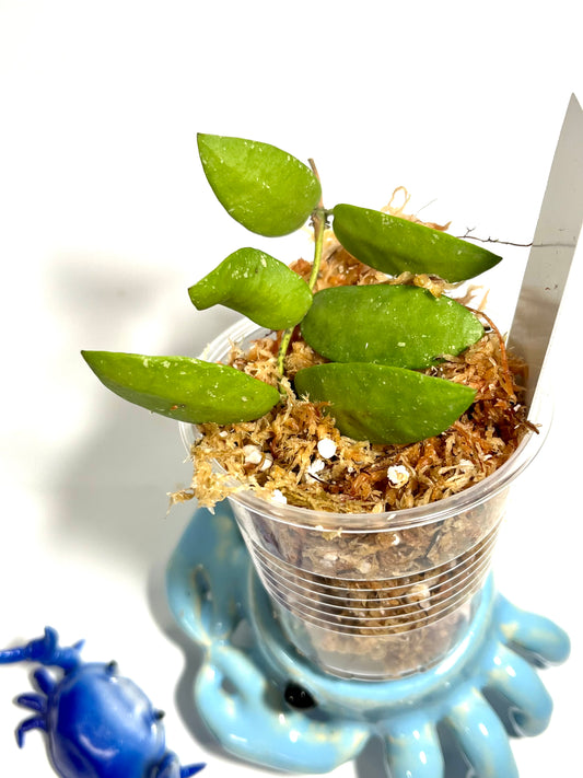 Hoya sigillatis alas river - Unrooted