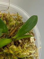 Hoya EPC 319 / PG04 / mini wayettii - active growth
