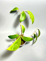 Hoya bhutanica - has some roots