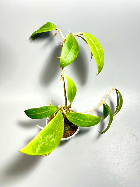 Hoya bhutanica - has some roots