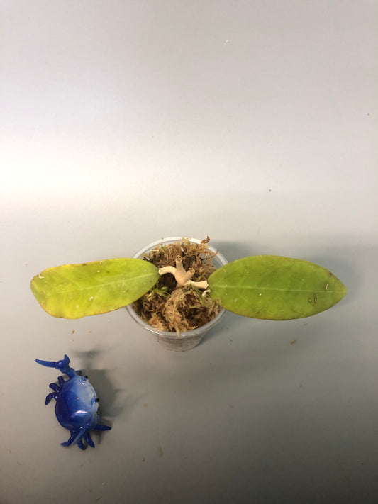 Hoya Amoena - has some roots