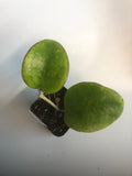 Hoya Latifolia - large leaf hoya