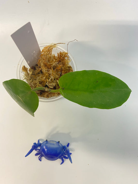 Hoya inflata - active growth