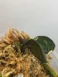 Hoya krohniana black - with new growth.