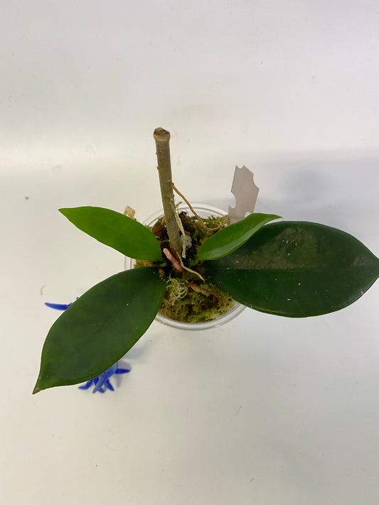 Hoya UT-036 West Timor - active growth