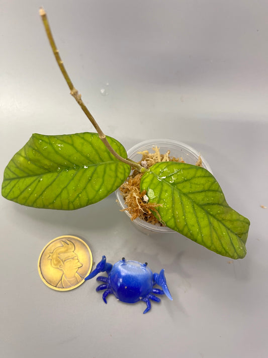 Hoya meredithii - 4 nodes - Unrooted