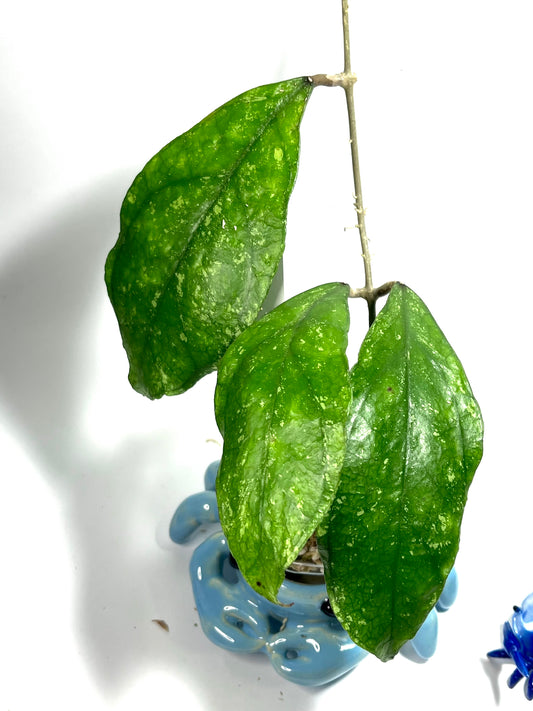 Hoya sp. chicken farm - Unrooted