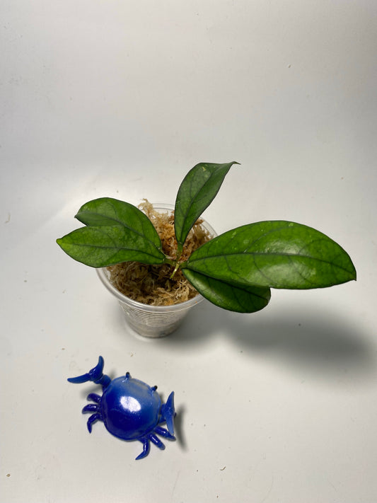 Hoya crassipetiolata - starting to root