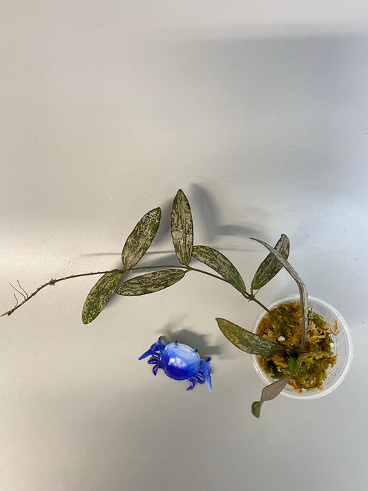 Hoya sigillatis - just starting to root