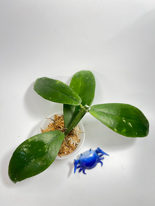 Hoya lobbii orange - Unrooted