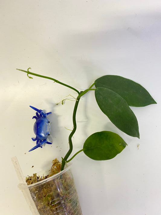 Hoya coronaria pink -active growth