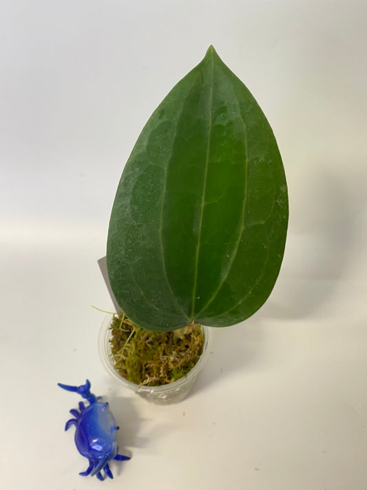 Hoya Latifolia - has roots