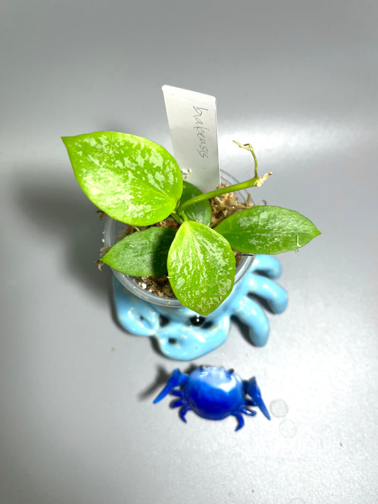 Hoya biakensis - Unrooted