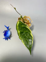 Hoya kenejiana albomarginata - throngs treasure - active growth