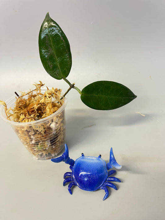 Hoya piestolepis- Unrooted