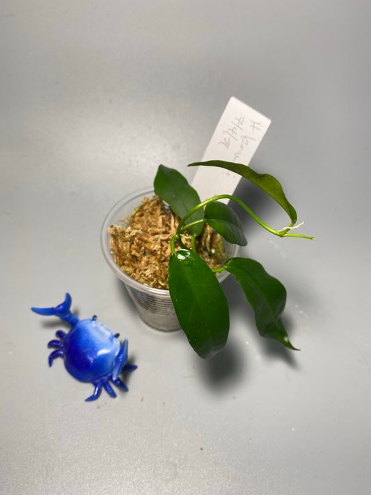 Hoya kaimuki (H macgillivrayi X H archboldiana) - active growth