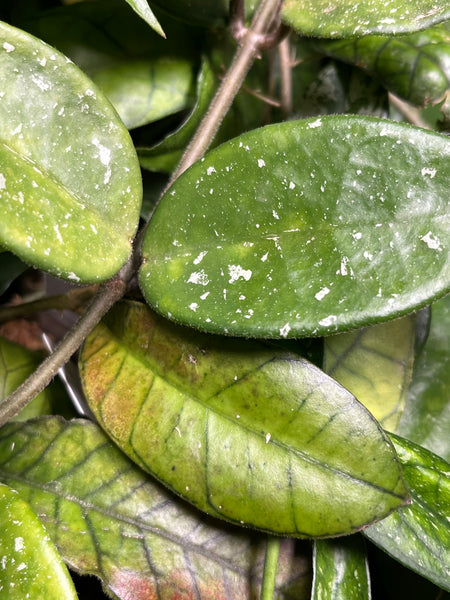 Hoya gunung gading - fresh cut - 1 node / 1 leaf - Unrooted
