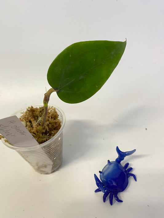 Hoya glabra - has some roots