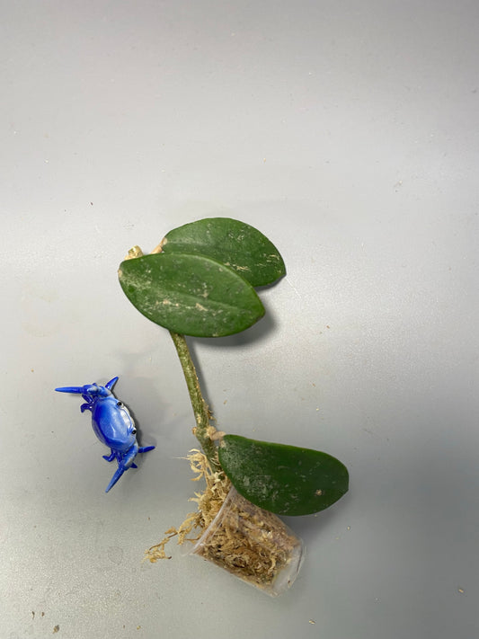 Hoya diversifolia crassipes - unrooted