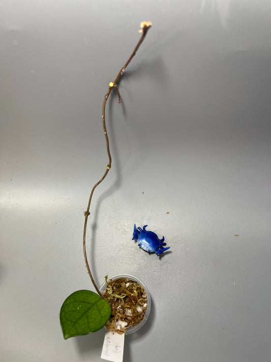 Hoya fungii x pubicalyx - Unrooted