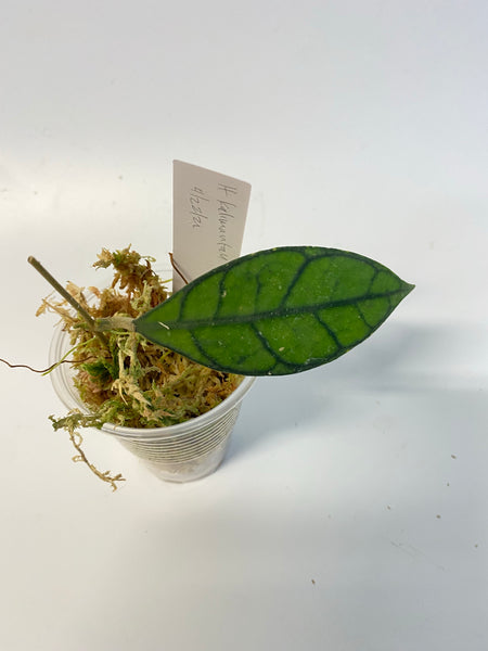 Hoya kalimantan - growth point forming