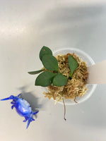 Hoya carmelae - unrooted