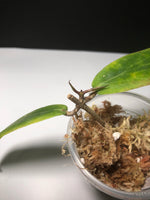 Hoya bordenii - with new growth