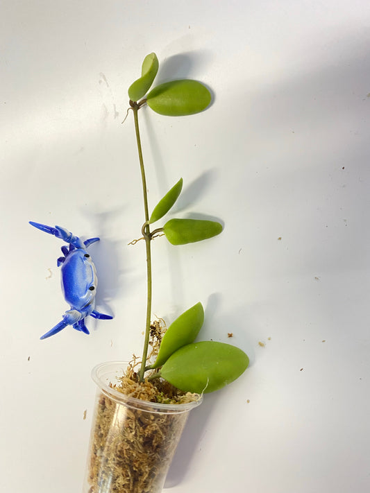 Hoya pallilimba - unrooted