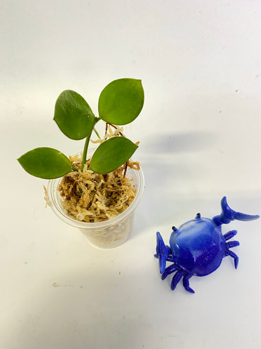 Hoya collina - unrooted