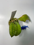 Hoya sp gunung gading - active growth