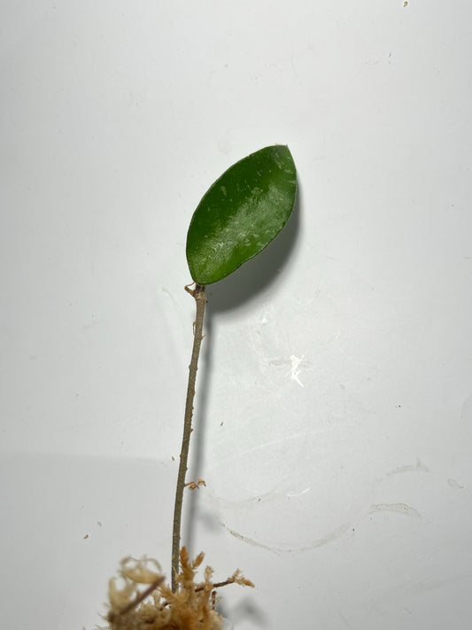 Free addon - Hoya phuwuaensis - Unrooted