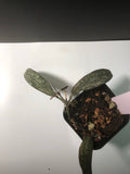 Hoya sigillatis - actively growing