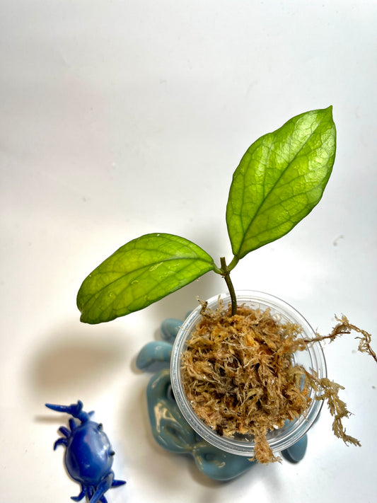 Hoya sp ut217 from vietnam- unrooted