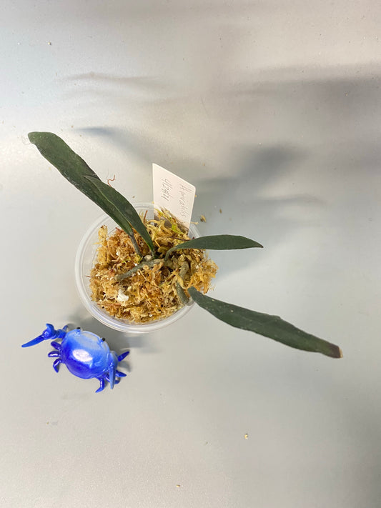 Hoya mirabilis - just starting to root