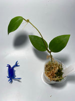Hoya patricia - Darwinii x Elliptica - starting to root