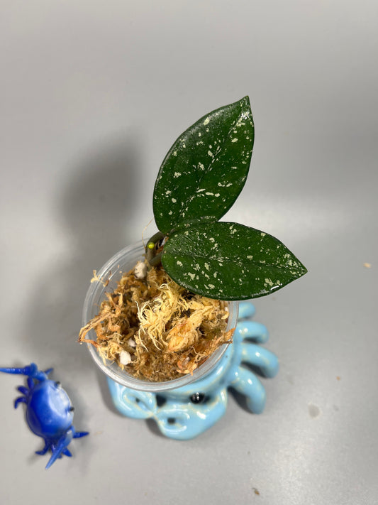 Hoya carnosa Wilbur graves (Russia) - Unrooted