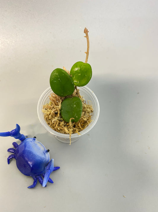 Hoya mathilde - unrooted