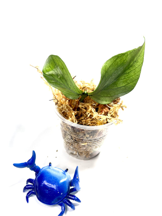 Hoya polyneura broget - fresh cut 1 node / 2 leaves - Unrooted