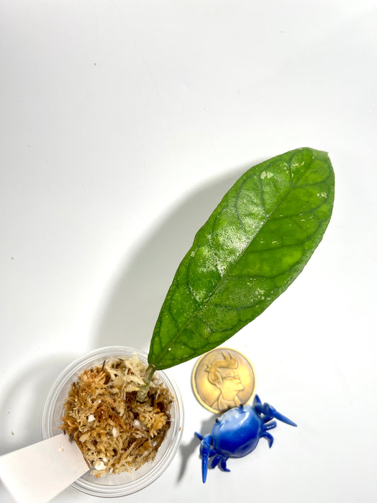 Hoya ALE6 - Unrooted