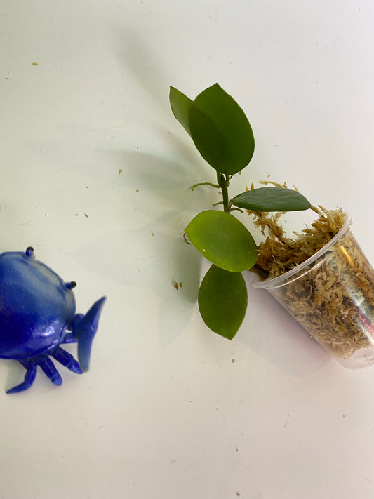 Hoya collina - unrooted