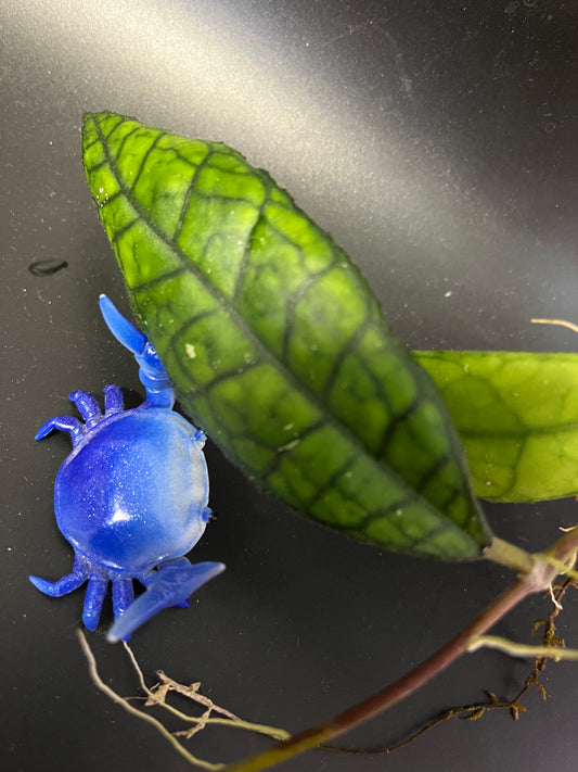 Hoya AH040 / ah-040 - 1 node - Unrooted