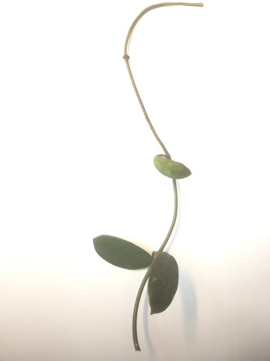Hoya diversifolia crassipes - unrooted