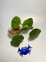 Hoya ariadna - active growth