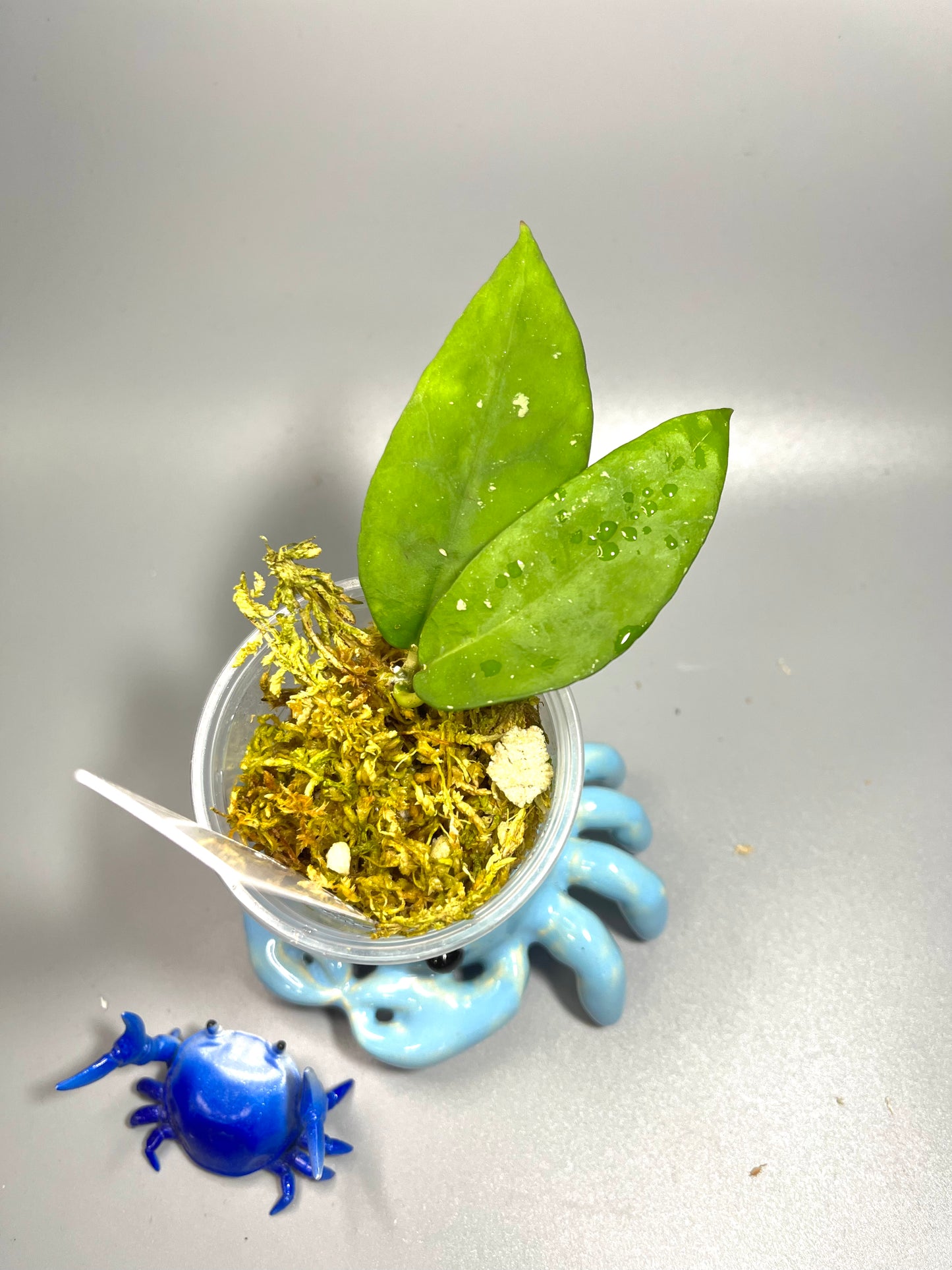 Hoya caudata hooker - Unrooted